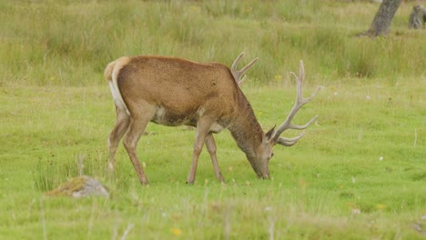 red deer stag with antlers grazing in a wildflower meadow under soft daylight, side view