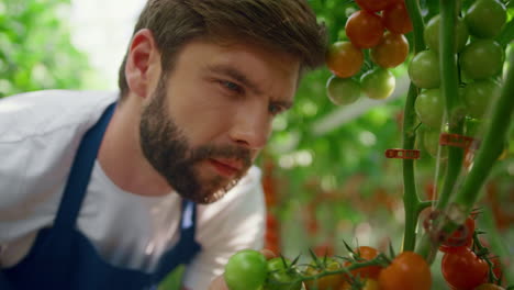 Hombre-Agricultor-Inspeccionando-El-Cultivo-De-Tomates-En-Verano-Retrato-De-Tierras-De-Cultivo-Verdes