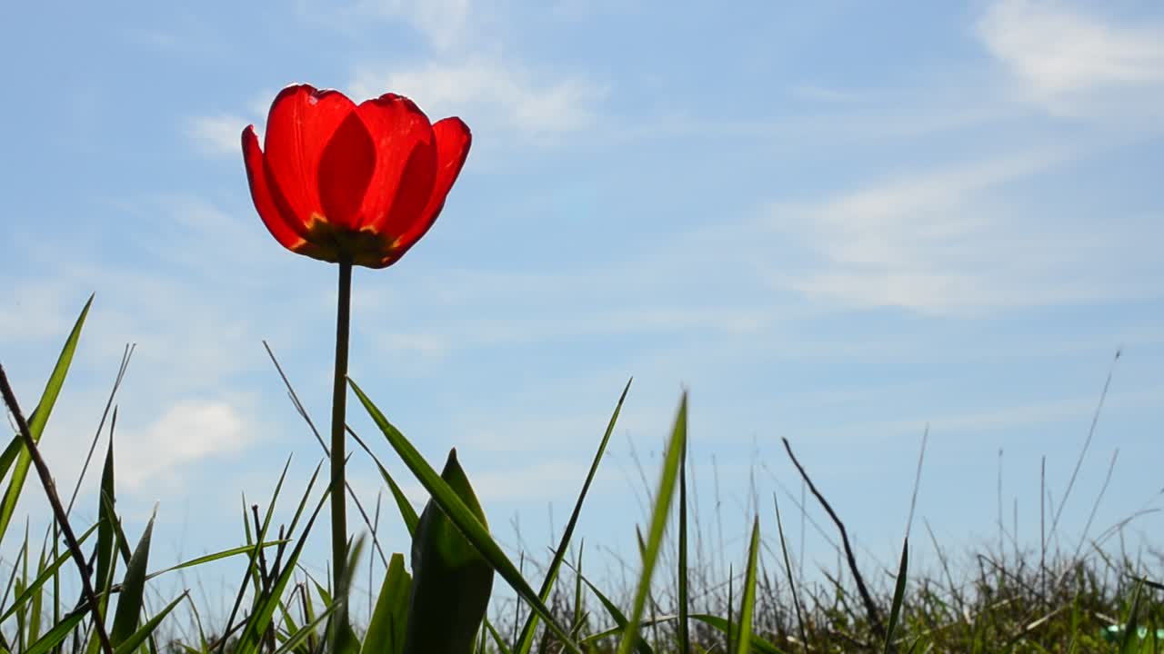 Tulppaani ruohikossa. Tulppaani taivasta vasten
