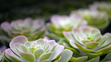 the natural beauty of echeveria subalpina succulents in small pots - pull back macro view