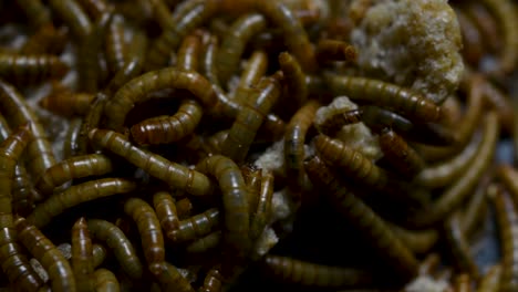 The-Mealworm-is-a-species-of-Darkling-Beetle-used-to-feed-pets-like-fish,-snakes,-birds,-and-frogs