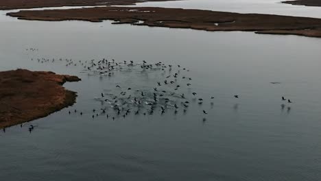 An-aerial-view-of-a-large-flock-of-birds-on-the-salt-marsh-off-the-south-shores-of-Long-Island,-NY-on-a-cloudy-day