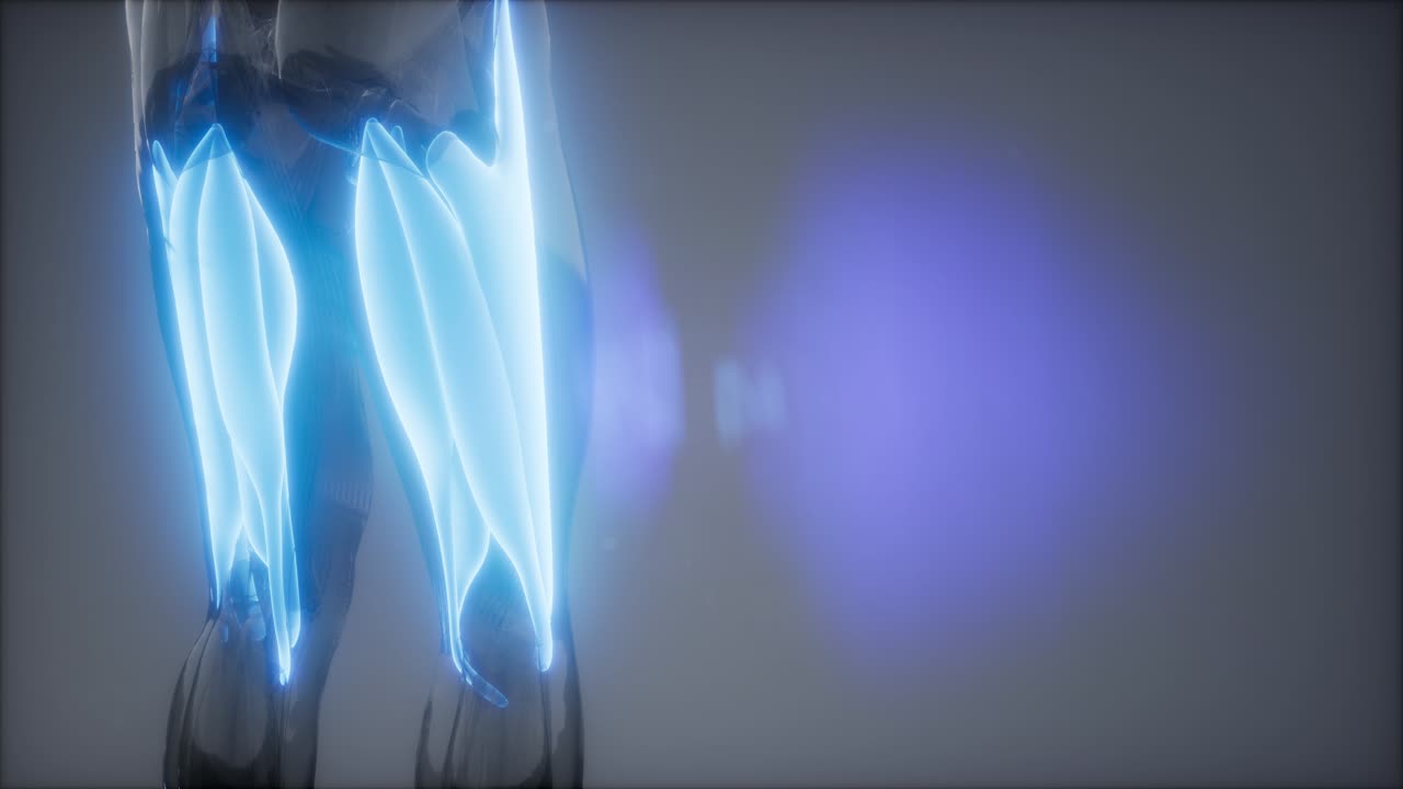 músculos del muslo - mapa de anatomía muscular visible