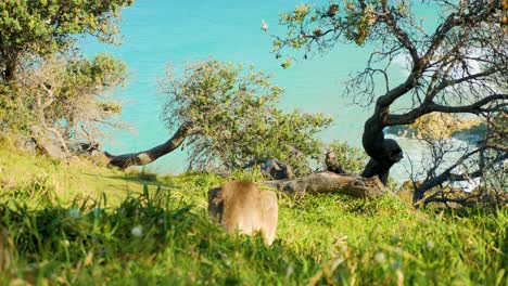 wild-kangaroo-sitting,-North-stradbroke-island,-queensland,-australia