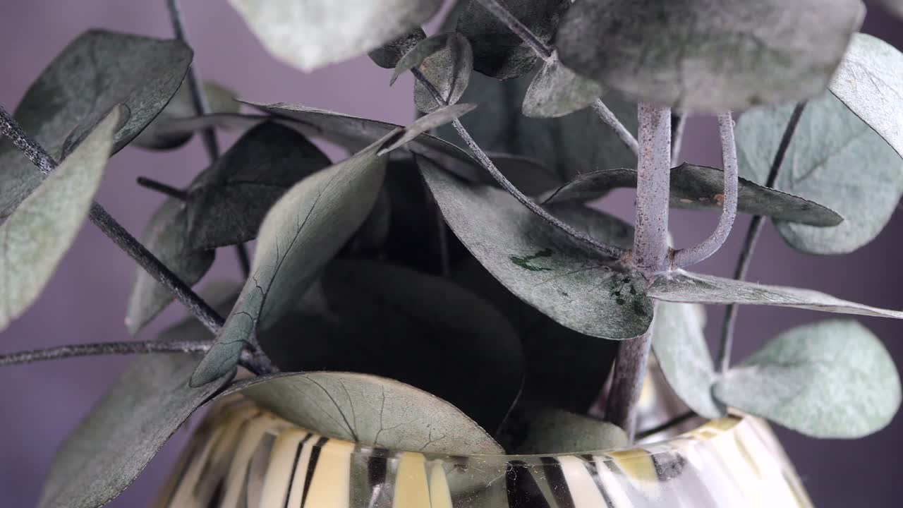 Close-up Daun Eucalyptus di dalam Vas