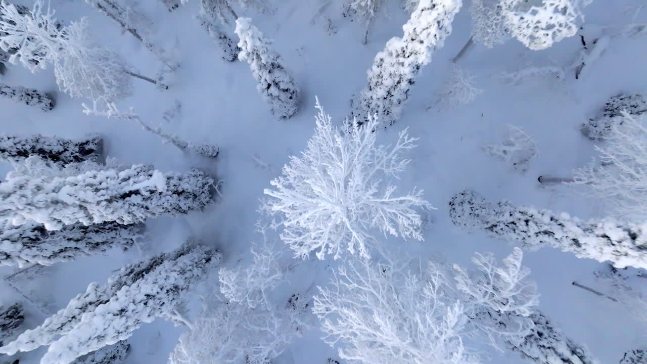 Luftfoto af en snedækket skov om vinteren