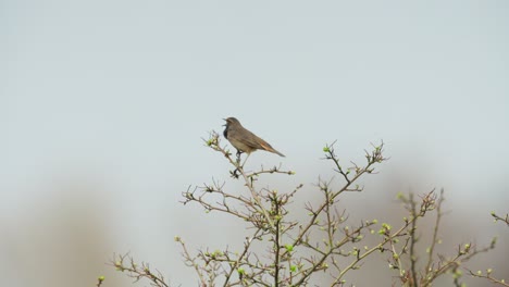 bird perched on a branch