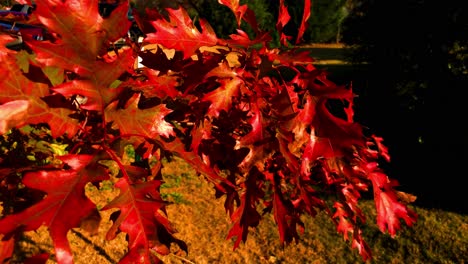 Herbstfarben-Erscheinen-Kurz-Vor-Dem-Herbst,-Die-Blätter-Des-Sommers-Verwandeln-Sich-In-Rot,-Gelb,-Orange-Und-Braun-Des-Herbstes