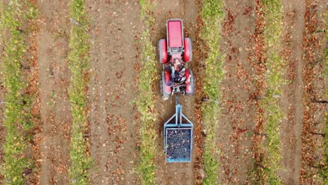 vista aérea sobre un tractor atravesando hileras de viñedos, en el campo de italia.