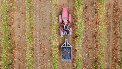 aerial view over a tractor going through vineyard rows, in the countryside of italy