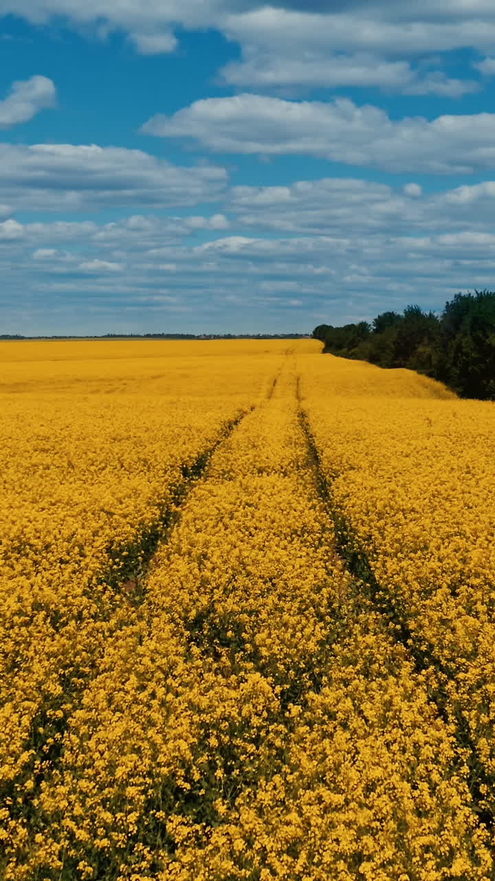 Yellow rapeseed field. Aerial view of tractor tracks in rape seed field