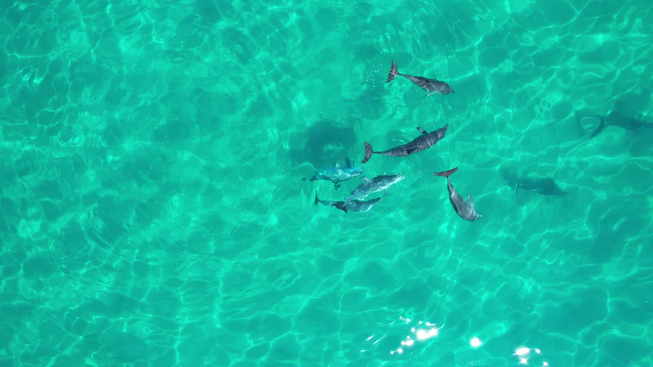 grupo de delfines nariz de botella en el océano claro en nueva gales del sur, australia - top drone