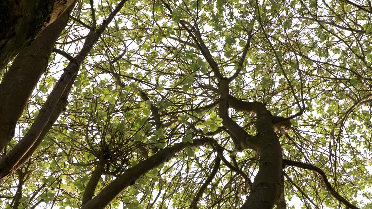 피크 디스트릭트 국립공원에서 느린 슬라이드와 패닝으로 아래에서 나뭇가지 캐노피를 올려다봅니다.