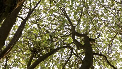 Looking-up-at-tree-branches-canopy-from-below-with-slow-slide-and-pan-right-in-Peak-District-National-Park