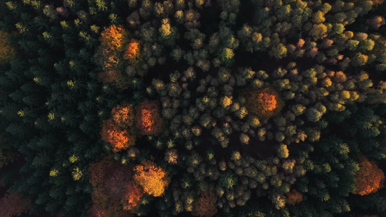 View of colorful treetops illuminated by the sun. Romantic drone shot of autumn nature