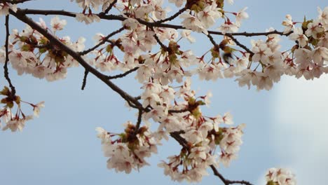 Primer-Plano-De-Abejorros-Polinizando-En-Medio-De-Flores-De-Cerezo-En-Flor-Contra-El-Cielo-Azul