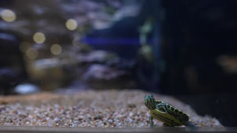 pequeña tortuga en el acuario