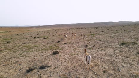 drone following of a group of wild donkeys or asses in the desert on a sunny day