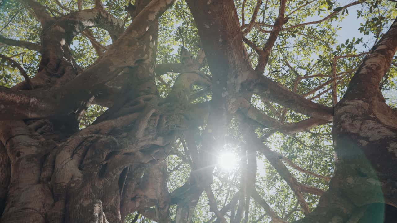 코스타리카 열대우림의 나무 꼭대기 전망
