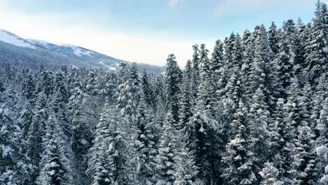 Hermoso-Bosque-De-Nieve-En-Invierno.-Volando-Sobre-Pinos-Cubiertos-De-Nieve.