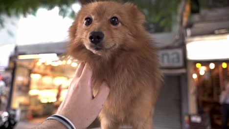 cute mongrel dog licking hand of anonymous person on street