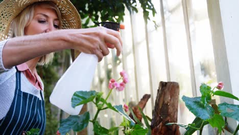 mulher madura pulverizando água com pulverizador de mão em plantas