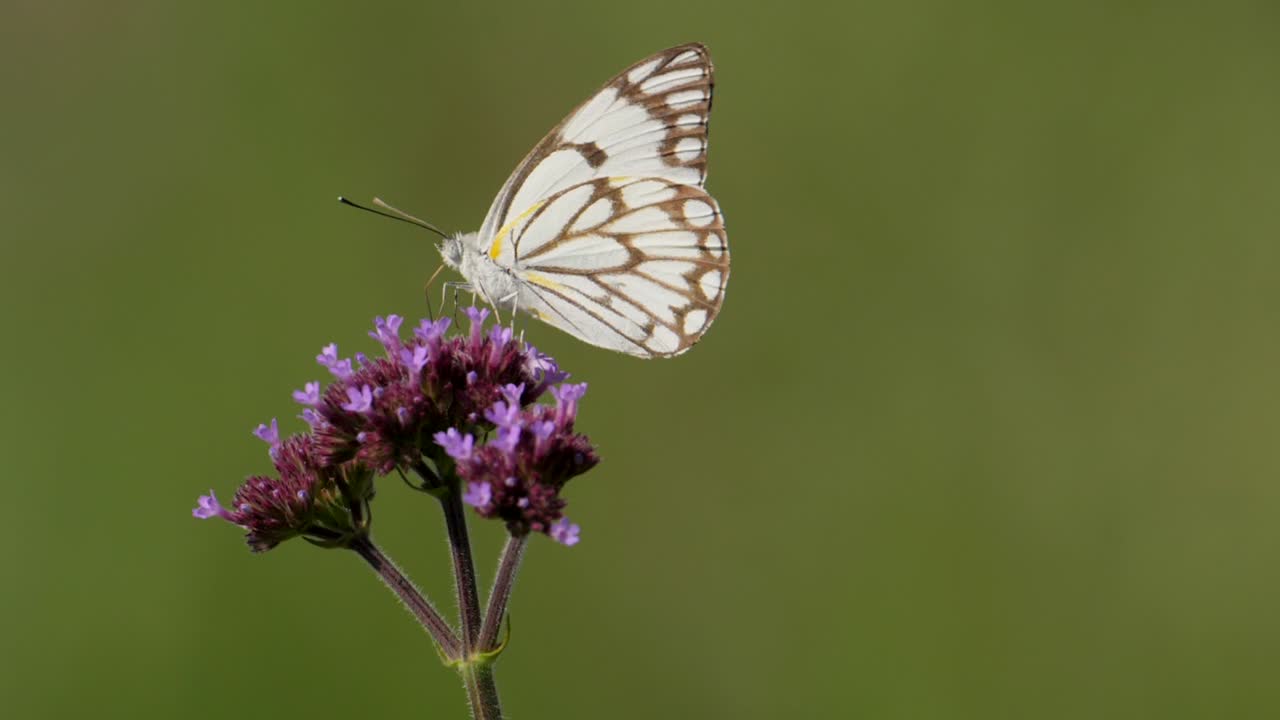 Boccioli di fiori di Verbena alta con una farfalla bianca con venature marroni che si nutre su di essi