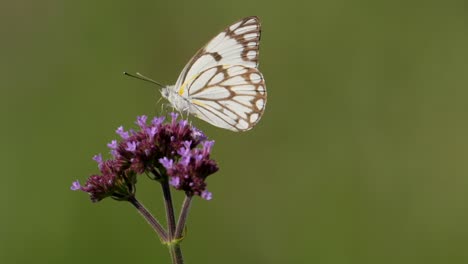 tall verbena flower buds with brown veined white butterfly feeding on it