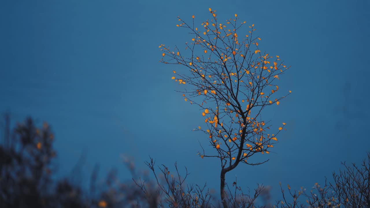 황금색 잎을 가진 외로운 버드나무가 어두운 눈이 쌓인 북유럽 풍경 한가운데 서 있습니다.