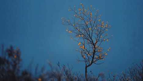 a solitary birch tree with golden leaves stands amidst the dark, snowy, nordic landscape at dusk