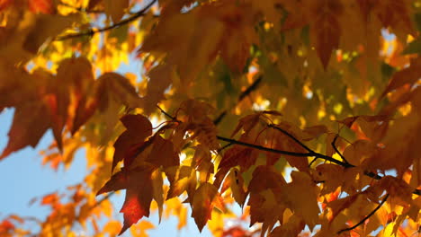 primer plano de las hojas de otoño 4k