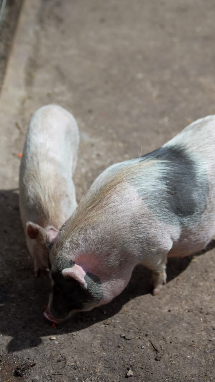 창고에 힌 돼지