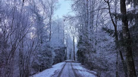 A snowy forest road with trees covered in frost, near Walensee, Switzerland
