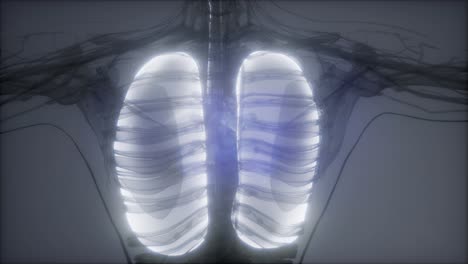 Examen-De-Radiología-De-Pulmones-Humanos