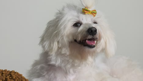 little poodle dog pet with bowl of food