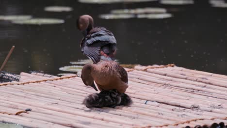 Erwachsenes-Pfeifen,-Das-Sich-Duckt,-Um-Seine-Babys-Vor-Der-Heißen-Sonne-Zu-Schützen