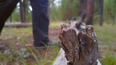 A man is seen stepping over a fallen dead tree