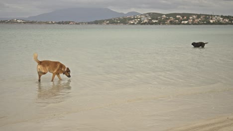 dogs swimming, running, playing in the sea 4k uhd