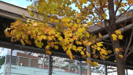 el viento hace una fuerte presencia en esas hojas y parecen bailar maravillosamente