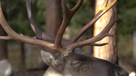 Medium-long-profile-shot-of-Reindeer-head-and-brown-scoured-antlers,-resting-in-calm-boreal-forest