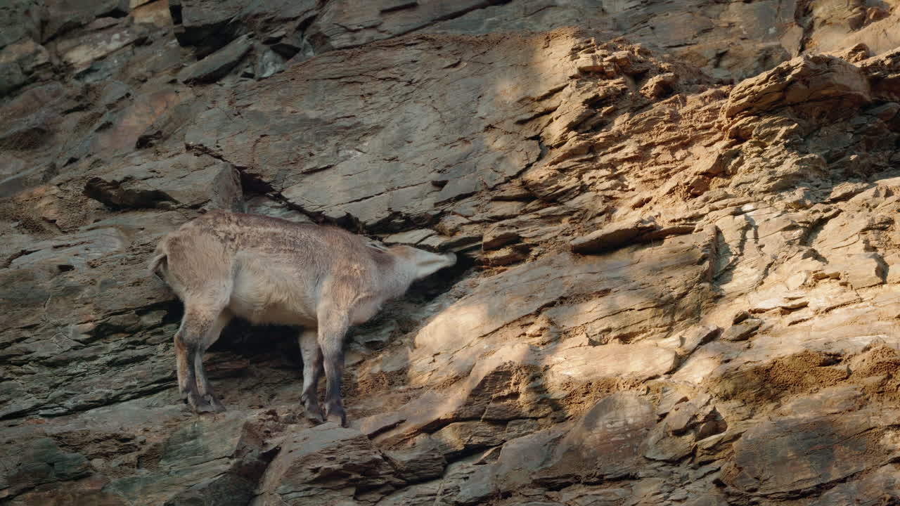 Tahr dell'Himalaya su Montagna Rocciosa