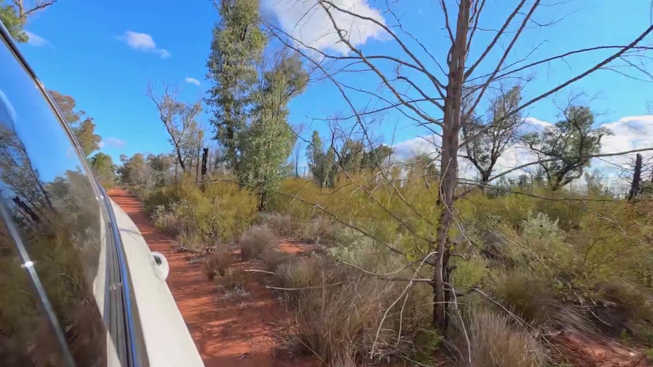 Vehicle travels along a red dirt track through eucalyptus scrub in The Pilliga, Australia.