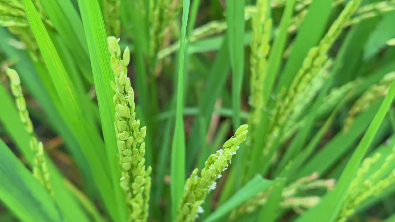 Close-up of young green rice (Oryza sativa) panicles growing in a paddy field, showing fresh grains and bright green leaves during early crop stage