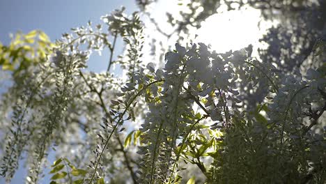 Die-Sonne-Scheint-Durch-Die-Blühenden-Blüten-Der-Weißen-Glyzinien,-Während-Fleißige-Insekten-Umherfliegen-Und-Nektar-Sammeln