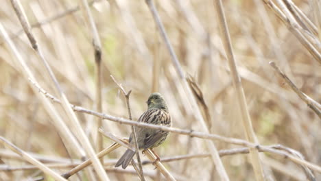 small songbird black-faced bunting perched on dried twig then flies away during summer in saitama, japan