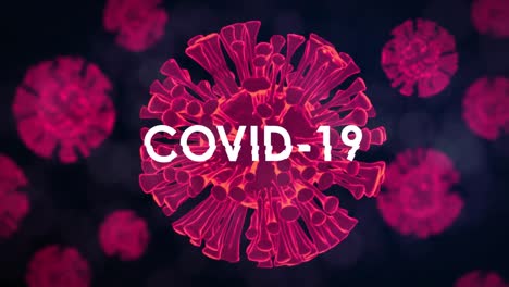 animation of the word covid-19 written in white on 3d pink glowing coronavirus cells spreading on bl