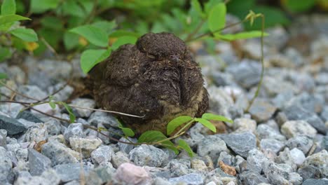 savanna nightjar resting and sleeping - close up