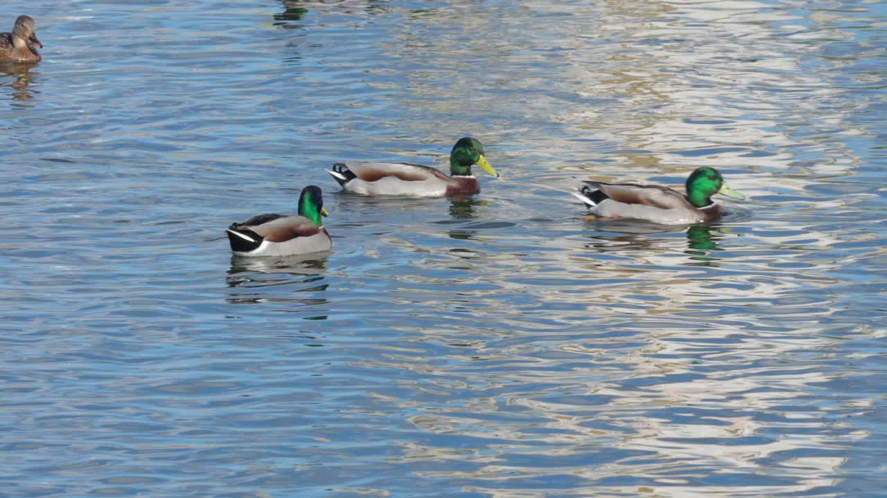 A flock of mallards (Anas platyrhynchos) males and females swimming in a fish pond