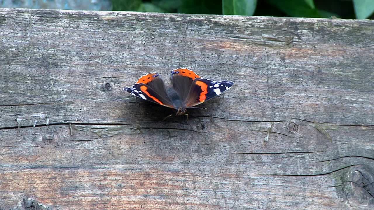 Ammiraglio Rosso, Vanessa atalanta, posata su una panchina da giardino.