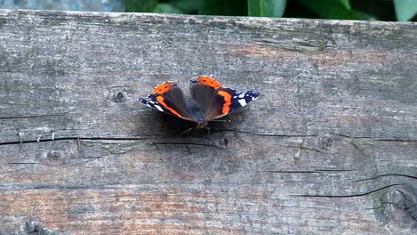 Red-Admiral,-Vanessa-atalanta,-perched-on-garden-bench